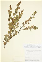 藏品(樺木屬)的圖片